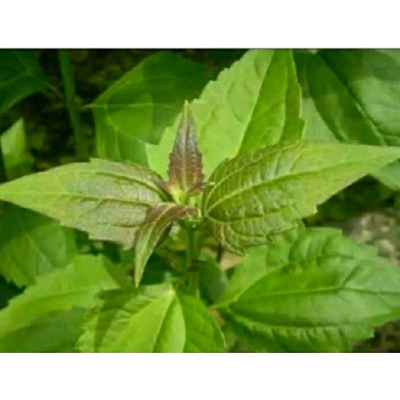 

tumbuhan blakacida kopasanda obat herbal 1kg