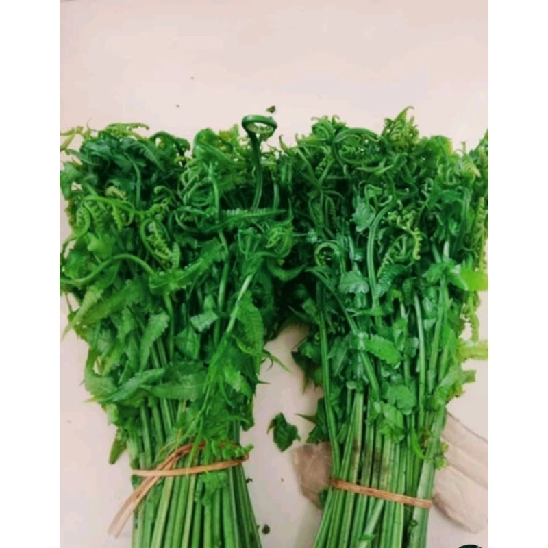 

pakis sayar segar 500gr