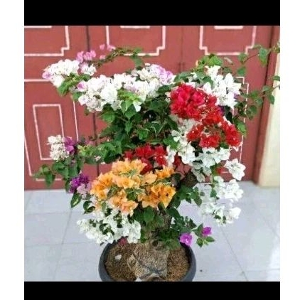 tanaman hias bugenvil 4 warna - bugenvil 4 warna