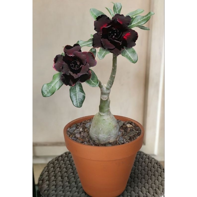 Promo Murah COD bonsai adenium bunga hitam merah - adenium bunga hitam merah - bonsai adenium