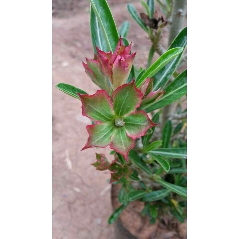 Promo Murah COD bonsai adenium bunga hijau Desert rose - adenium bunga hijau - bonsai adenium