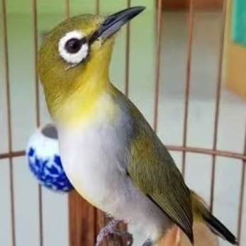 pleci auri venter jantan gacor