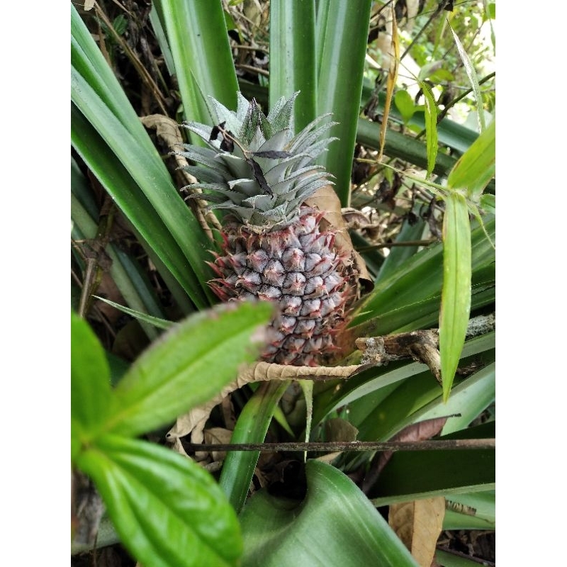 

Baru Buah Nanas Muda Pelancarhaid Per 1Pcs