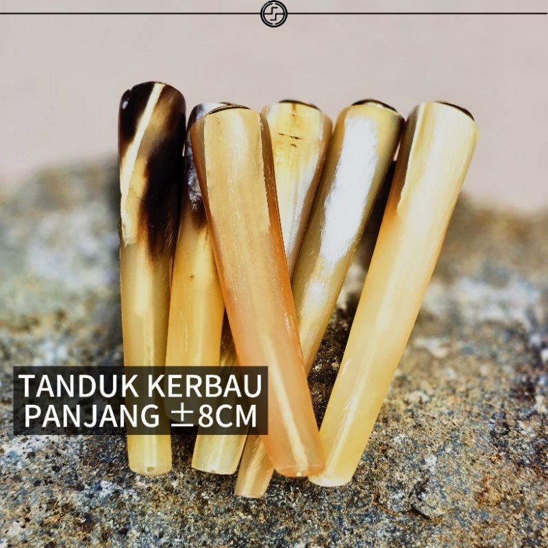 PIPA ONCE TANDUK KERBAU BULE | PIPA ROROK TANDUK KERBAU BULE