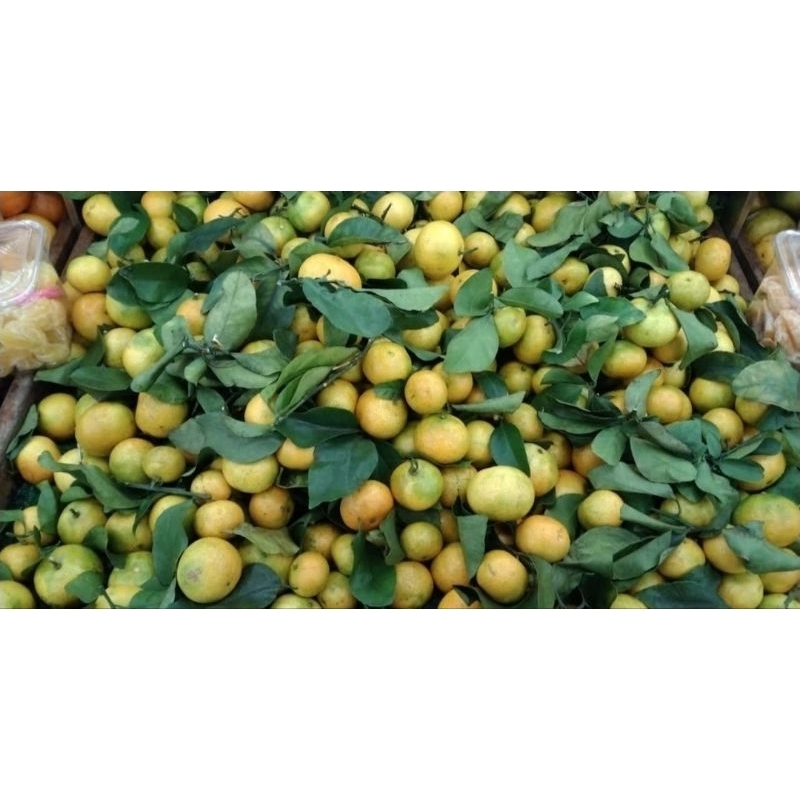 

Jeruk Shantang Daun Fresh Segar 1 Kg