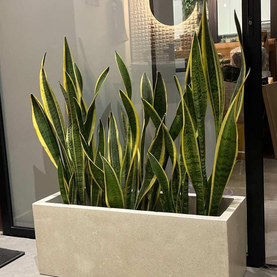 pot teraso kotak panjang hiasan indoor