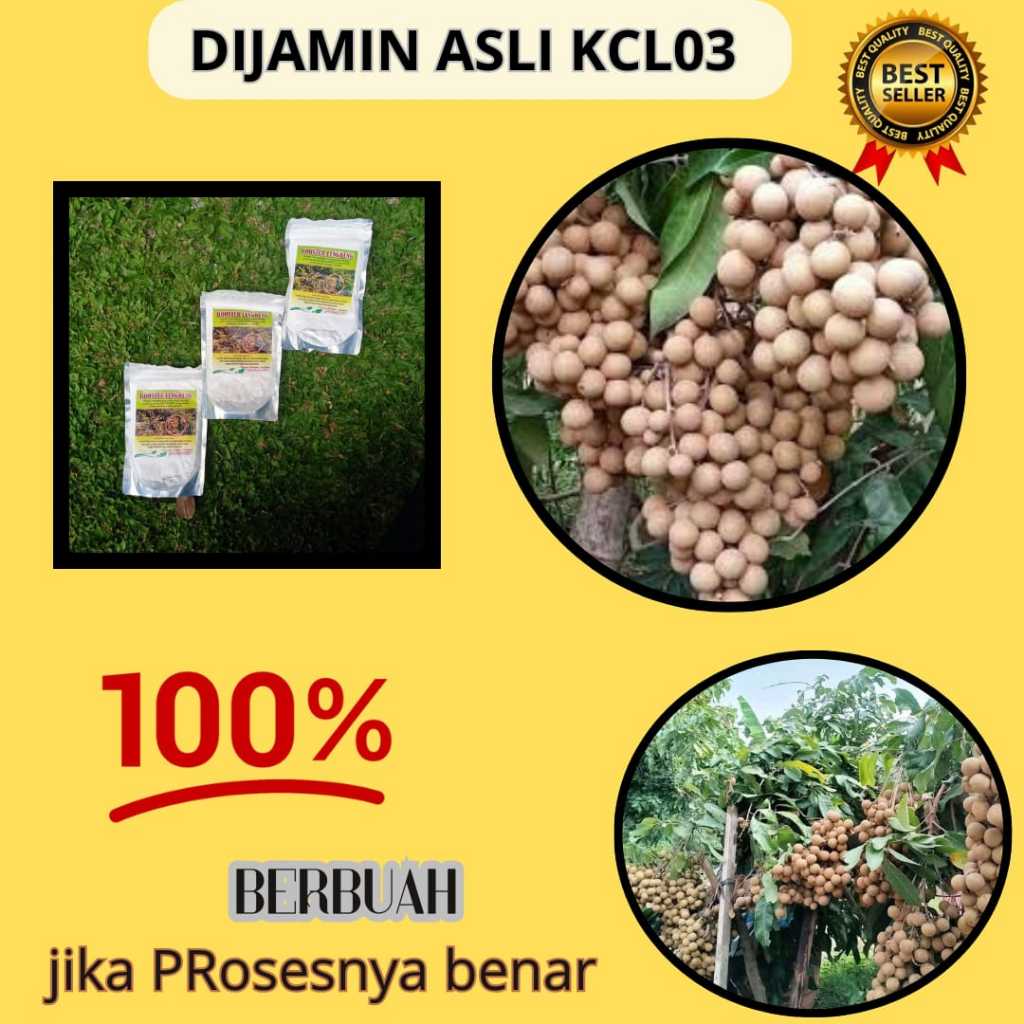 Booster Klengkeng Nusantara,Booster Klengkeng Kclo3,Booster Klengkeng Murni