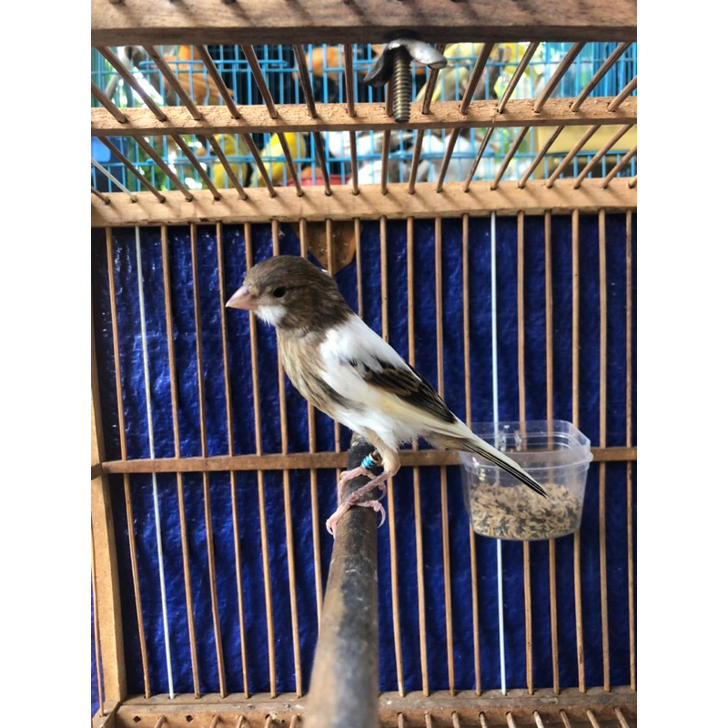 KENARI PAUD JANTAN RIWIKAN KENARI LOPER BANDUNG PANDA