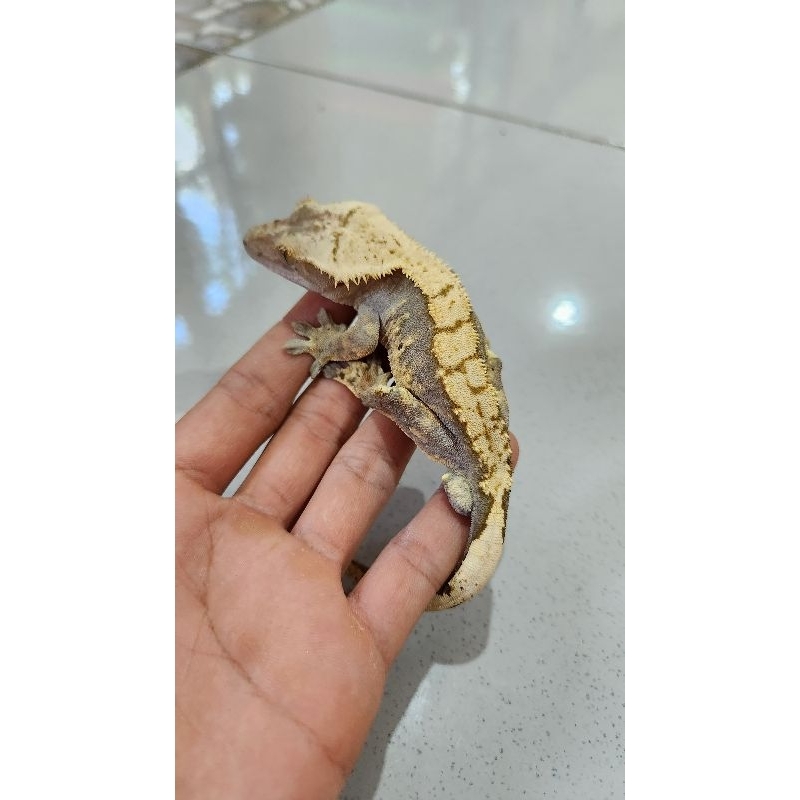 Crested Gecko super Harley
