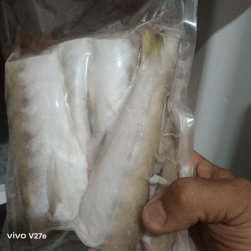 

ikan barakuda/alu-alu