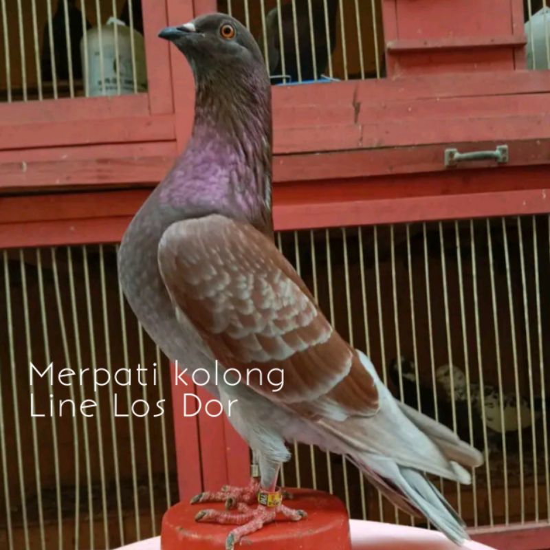 Merpati Lomba Kolong meja bebasan siap pakai