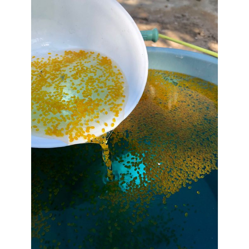 bibit Telur gurame padang berkualitas super isi 1000 butir