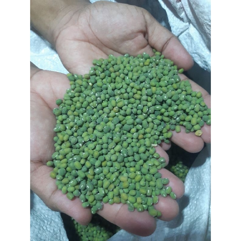

Kacang hijau/kacang bubur/kacang hijau lokal/kacang