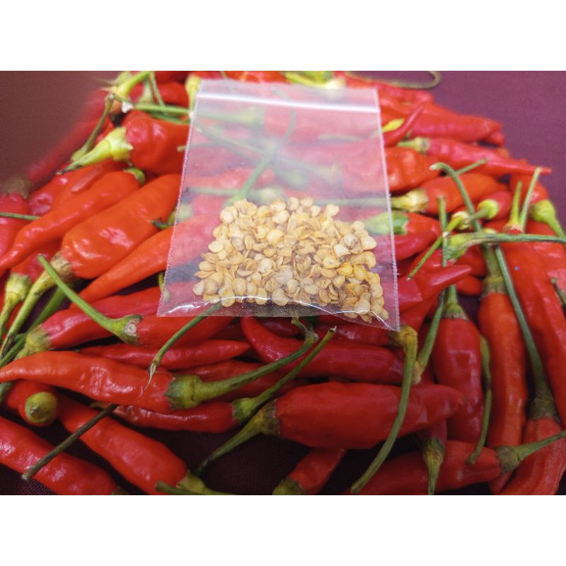 

biji cabe merah besar