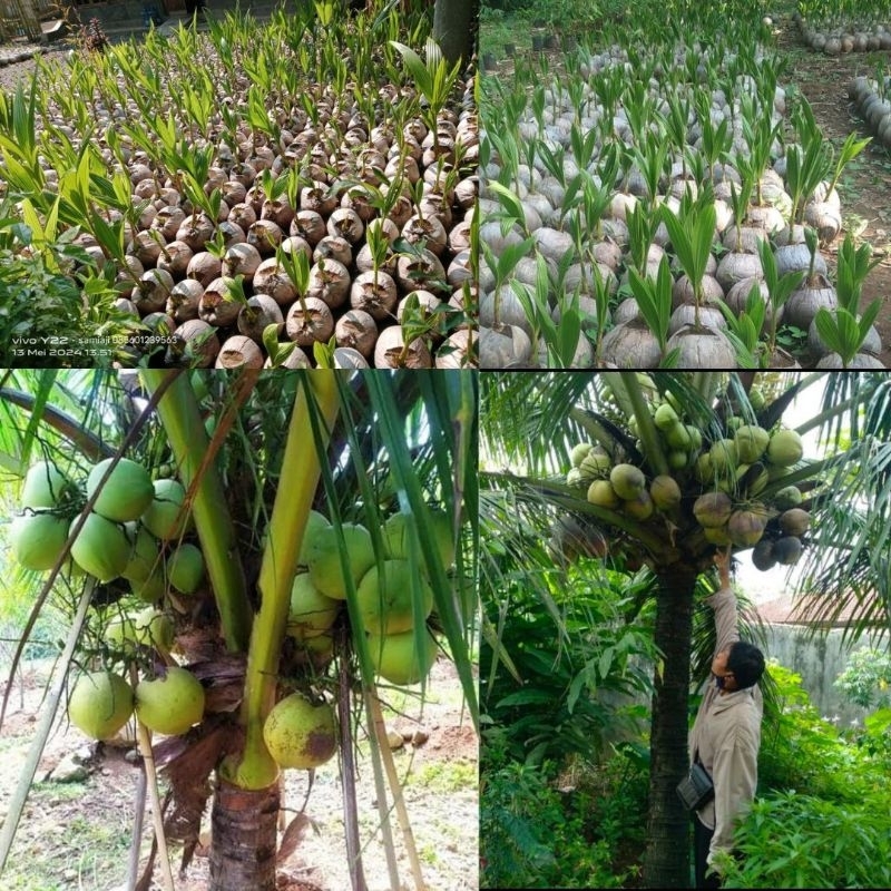 

Kelapa Thailand kebumen