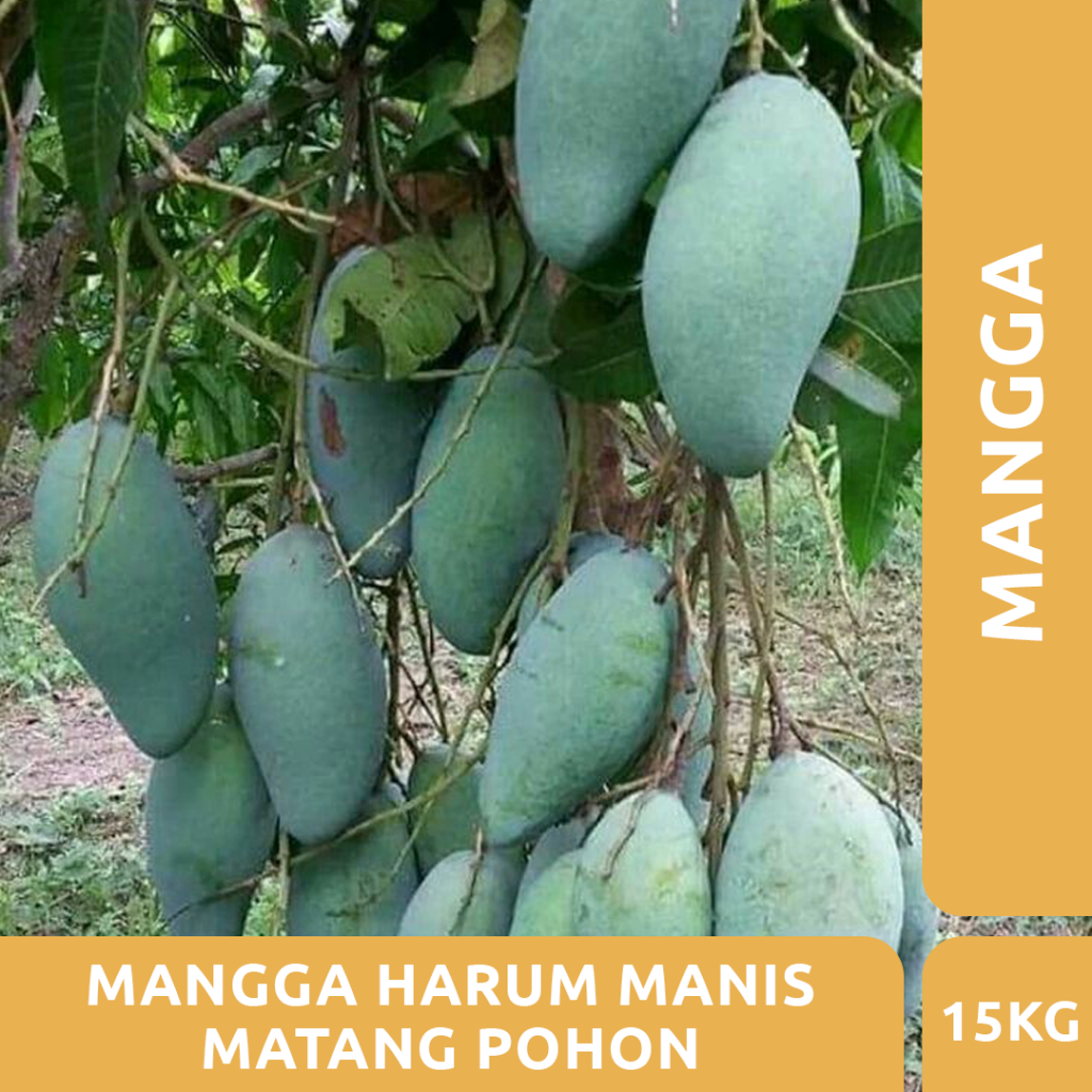 

MANGGA HARUM MANIS MATANG POHON 15KG