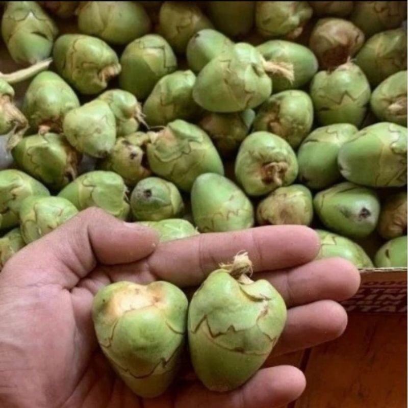 

Tembuluk kelapa muda fresh isi 12 buah obat herbal diabetes menurunkan gula darah , Nala kelapa