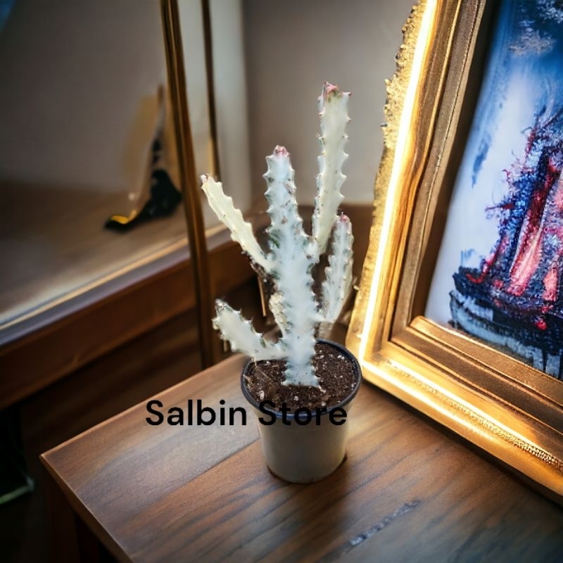 Tanaman hias Kaktus Tulang