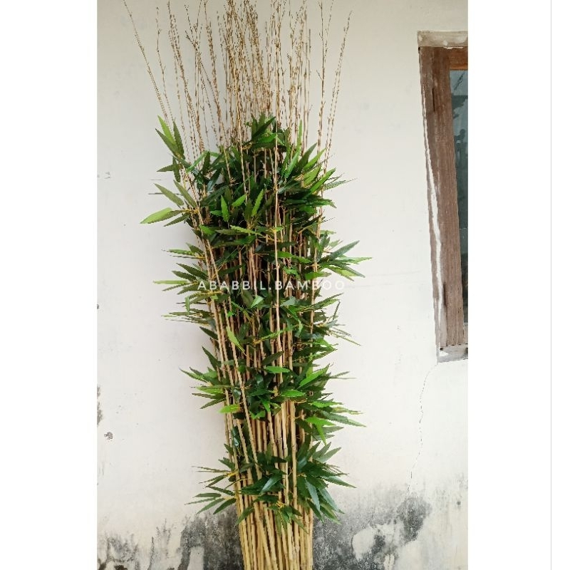 10 bambu lurus E daun bambu