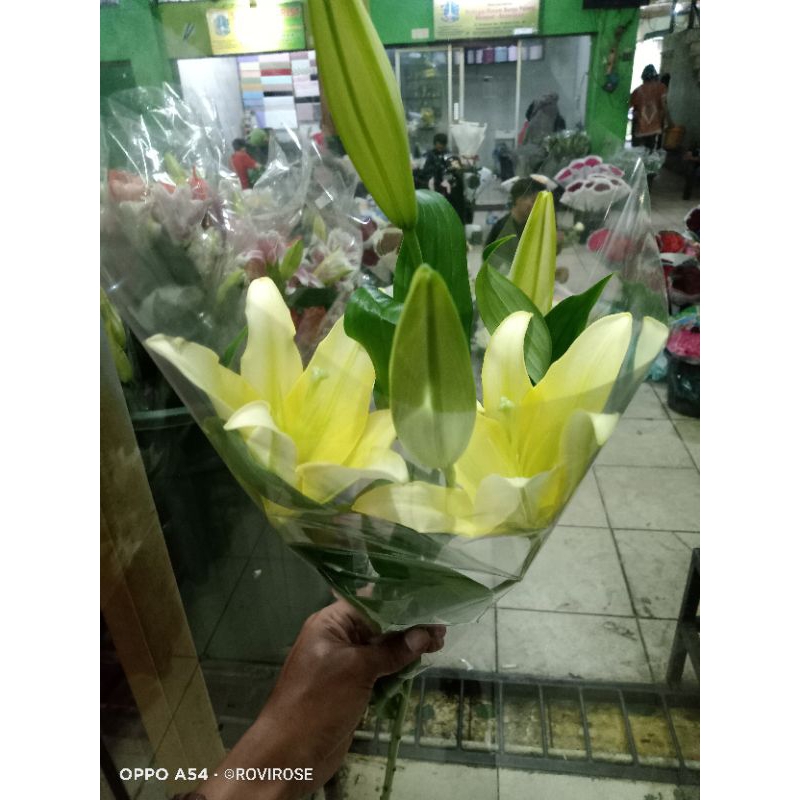 Bunga Lily Casablanca kuning