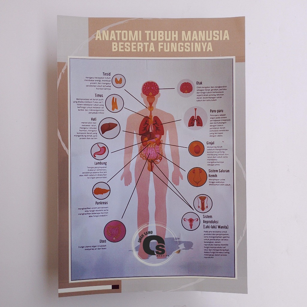 Poster Anatomi Tubuh Manusia Beserta Fungsinya  -  Poster Sekolah
