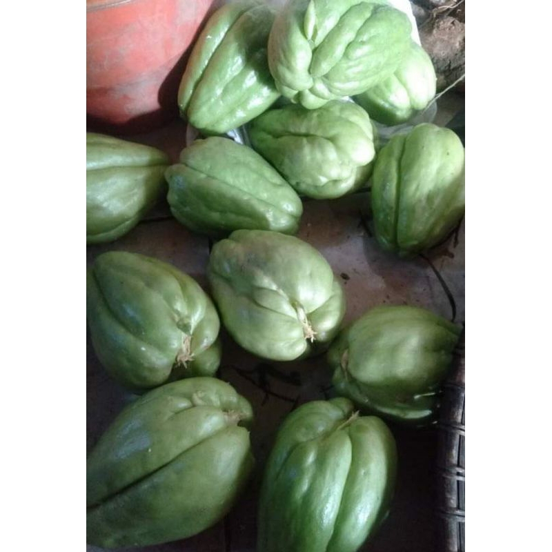 Bibit Labu Siam / Benih Labu Siam / bibit labu siam jbo