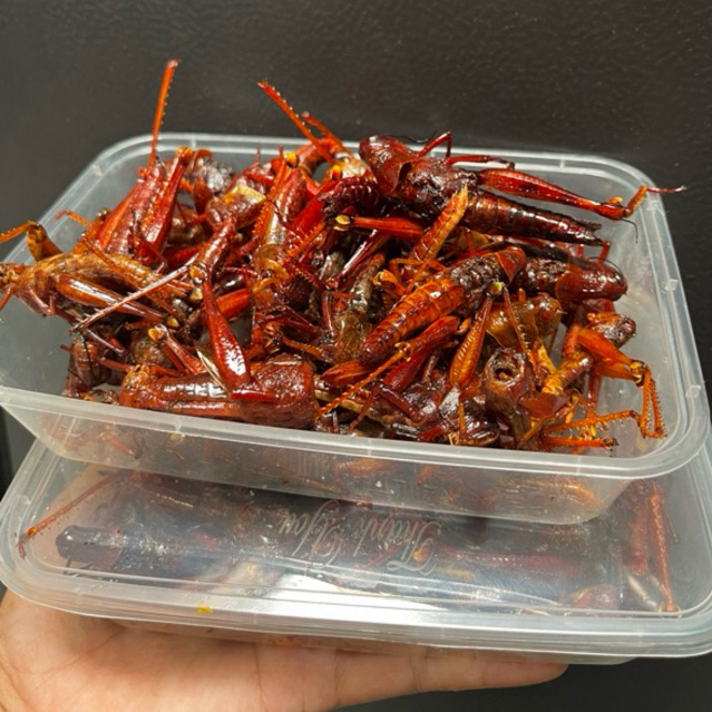 

BELALANG GORENG BESAR BESAR 50k