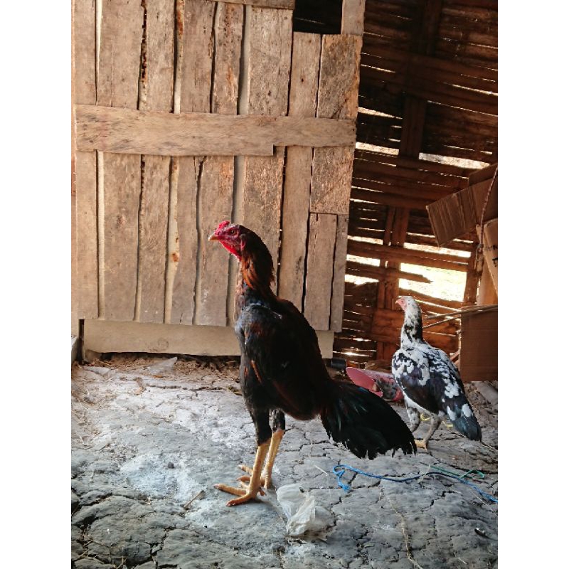 

ayam jago