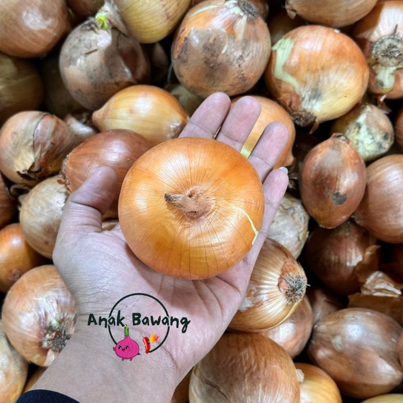 

Bawang Bombay Holan NZ 500gr-1000gr Murah Premium