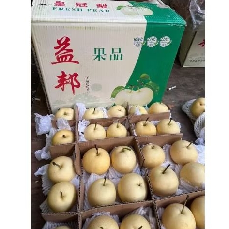 

Buah Pear Century Yibang Jual Per 1 DUS karton