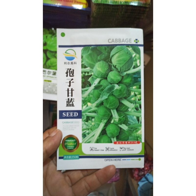 biji benih sayuran kubis mini Brussel