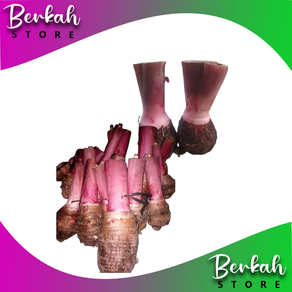 bibit talas ungu super(pratama3)