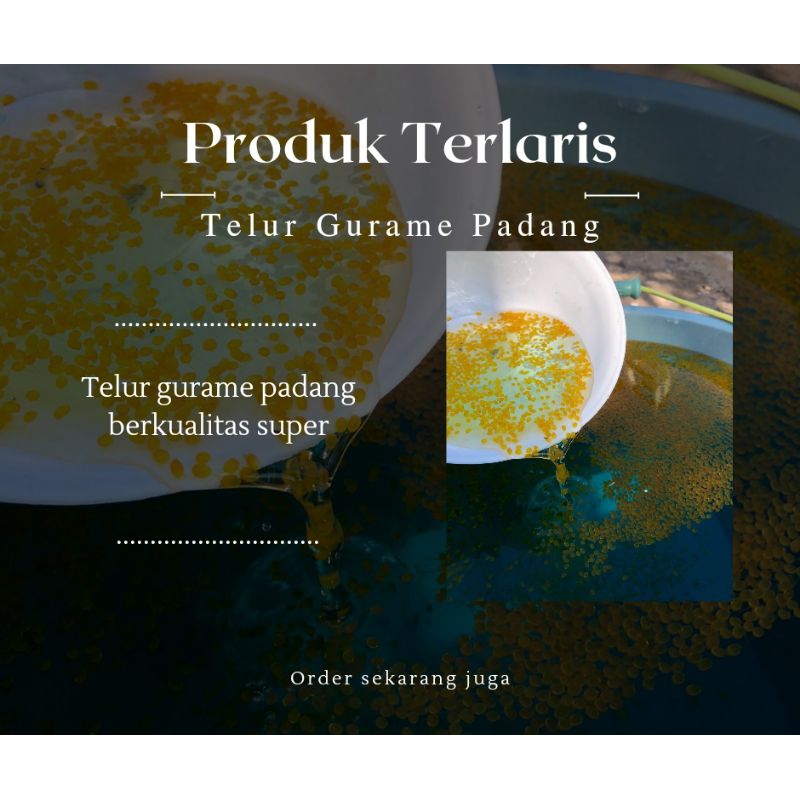 PAKET HEMAT isi 1000 bibit telur gurame padang super-bibit telur gurame padang/soang
