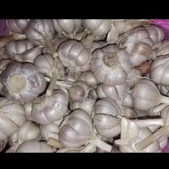 

bawang putih kating 1 kg