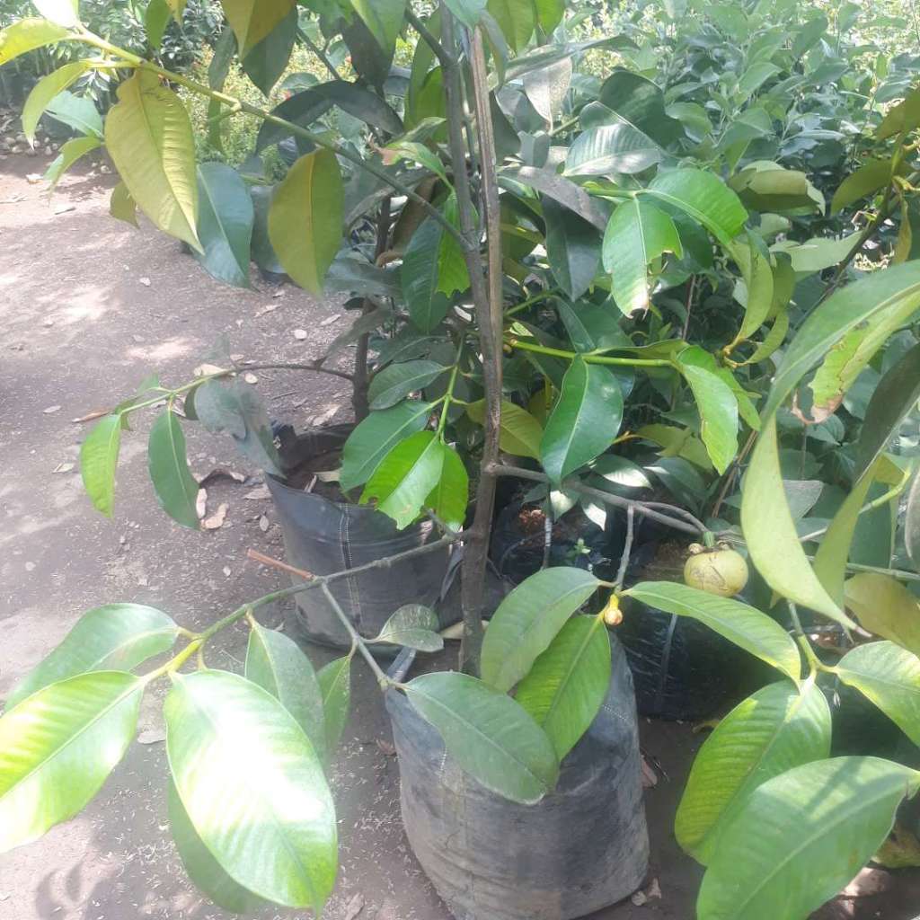 pohon buah manggis sudah pernah berbuah/kondisi berbunga