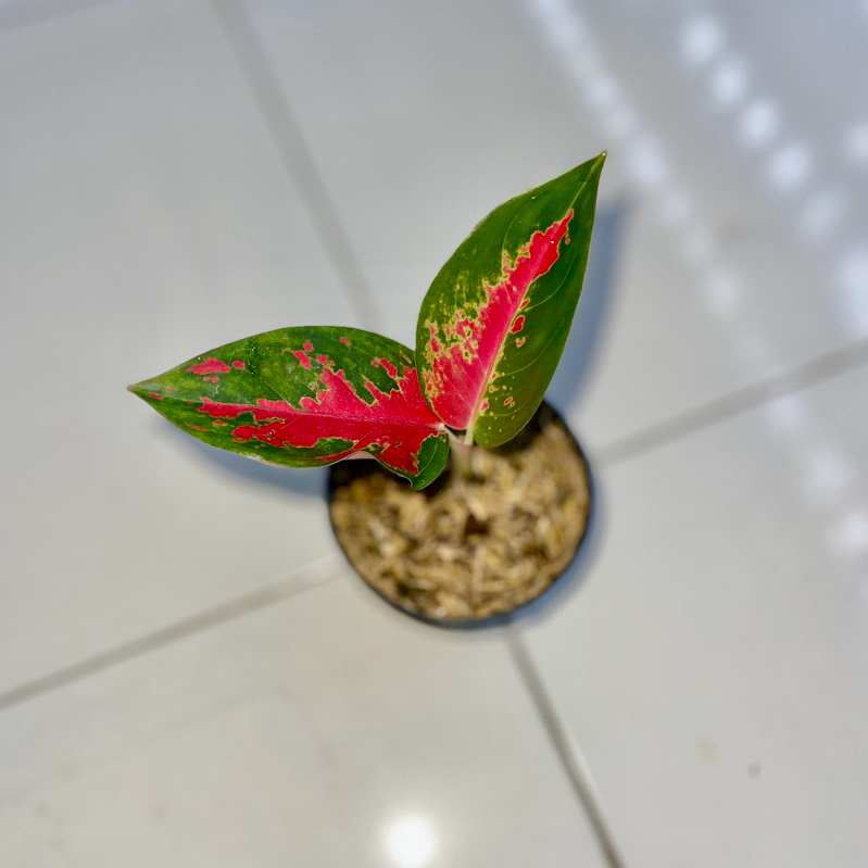 Aglaonema Suksom batik