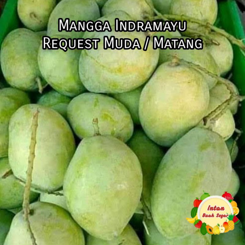 

Buah Mangga Indramayu 1kg REQUEST Muda/Tua Bisa - Mangga Indramayu Manis Enak / Mangga Muda / Mangga asem / Mangga Rujak / Mangga buah potong potong