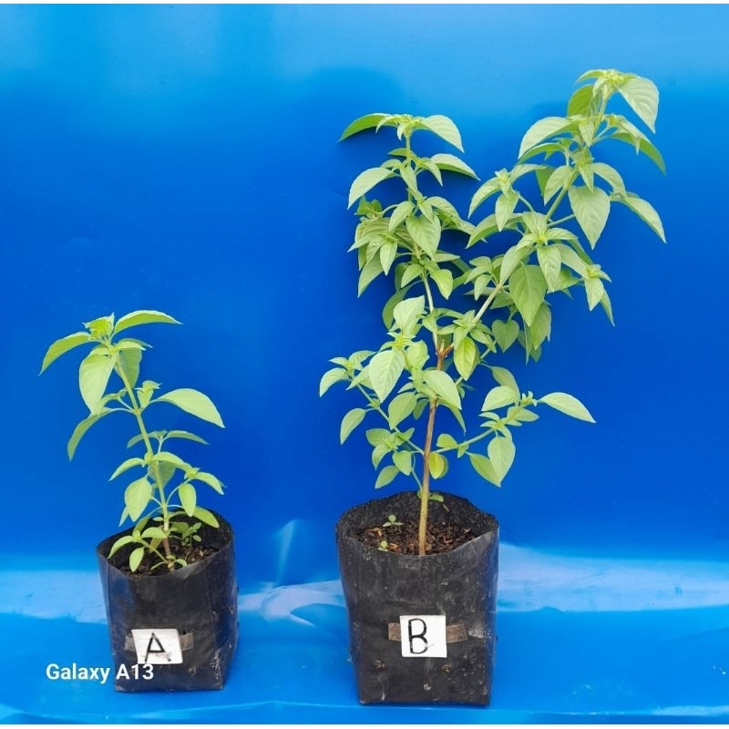 Tanaman Daun Kemangi