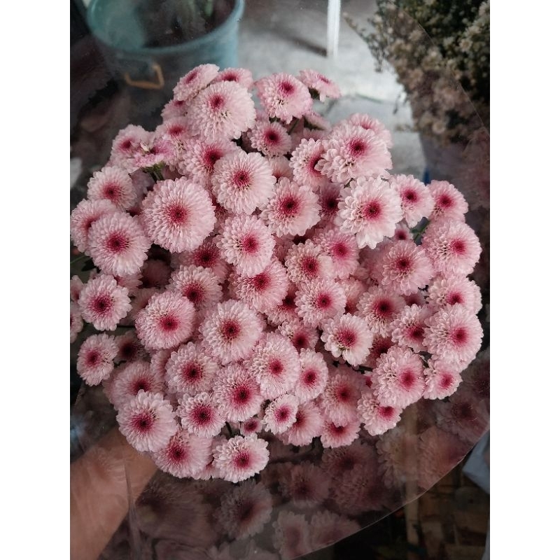 bunga calimero | bunga potong | bunga segar