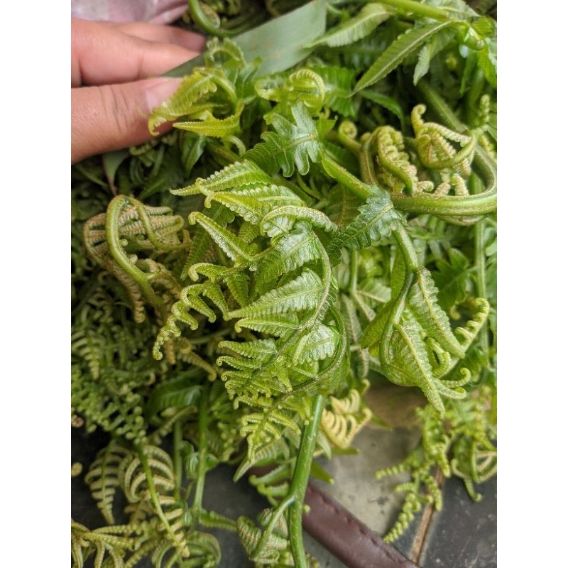 

pakis sayur per 250 gram