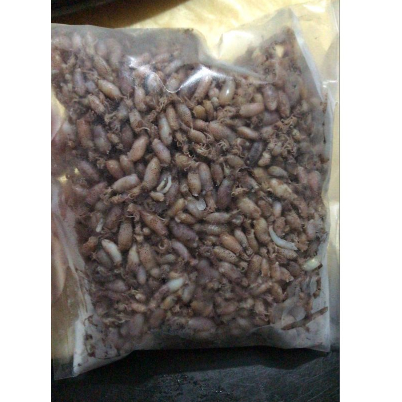 

Cumi baby MENTAH / CUMI BABY 1KG / CUMI BABY MEDAN / CUMI BABY FRESH