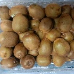 

kiwi hijau mengkel 1kg