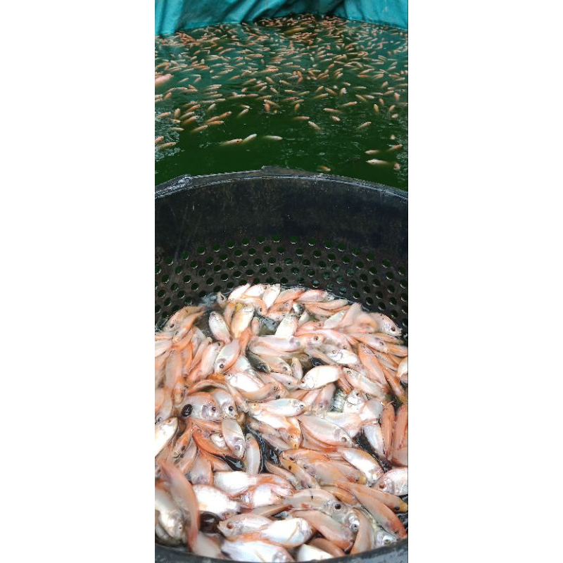 bibit / benih/ ikan mujair nila bangkok