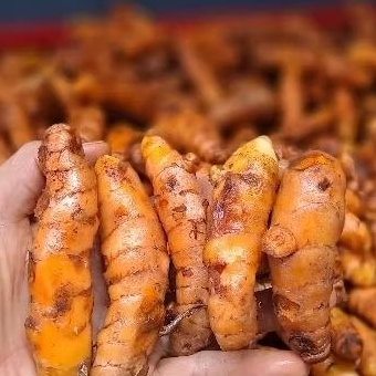 

KUNYIT SUPER TANPA NODA