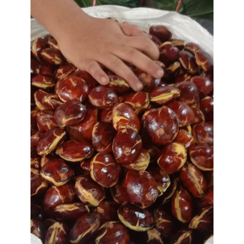 

jengkol sepi tua super