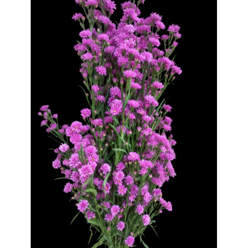 Bunga Potong Pikok Pink 1 Ikat Isi Banyak