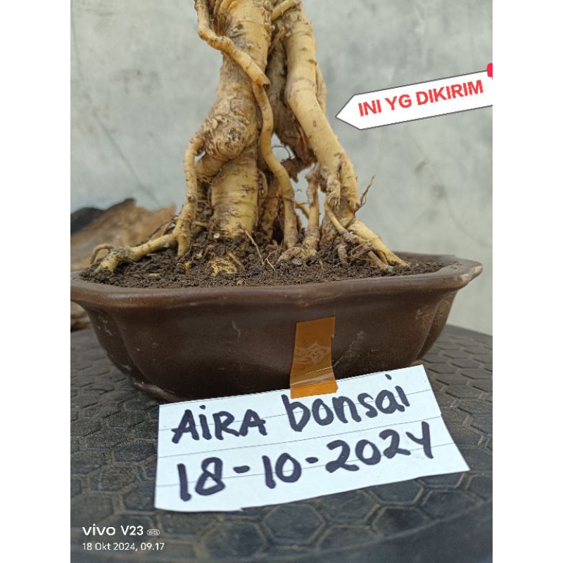 bahan bonsai serut terbalik