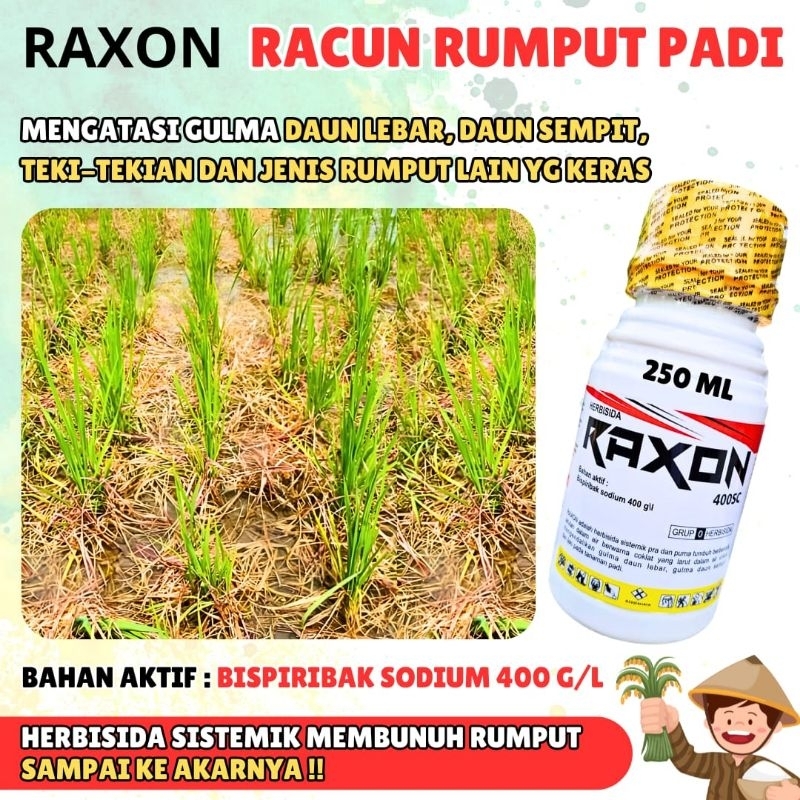 Herbisida Padi RAXON Pembasmi Rumput Bandel