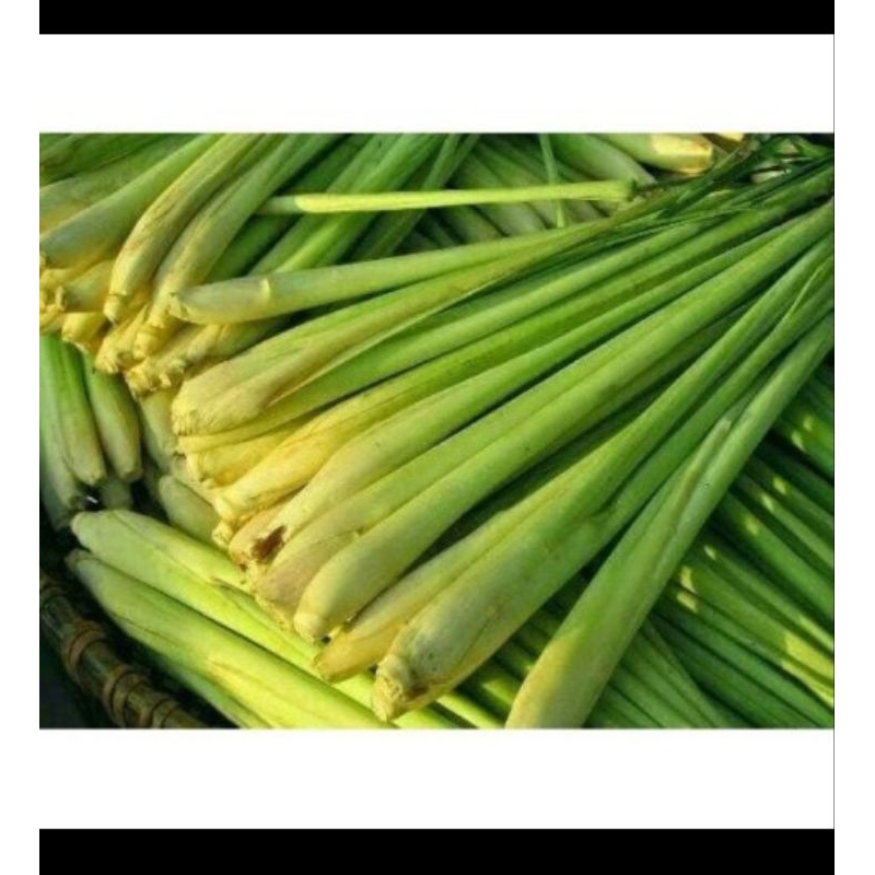 

Serai Sereh SEGAR Organik Herbal Life