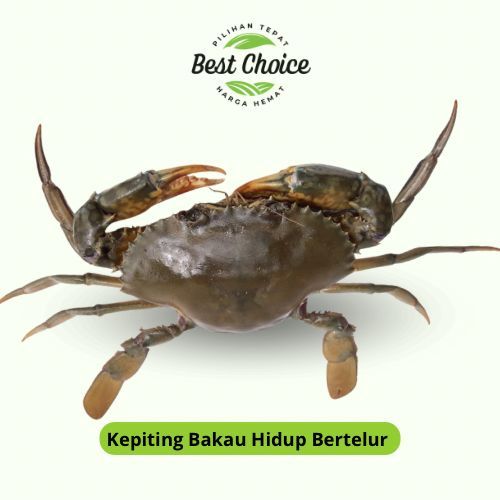 

Kepiting Hidup Segar Bertelur 1kg isi 5-6 ekor / Ketam (1000gr) - BEST Fresh Food